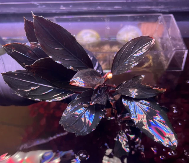 Bucephalandra Buce Dark Skeleton King / Achilles -Live Aquarium Plant |Fish Tank