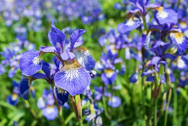 Siberian Iris Set Of 3 Starter Plants Well Rooted