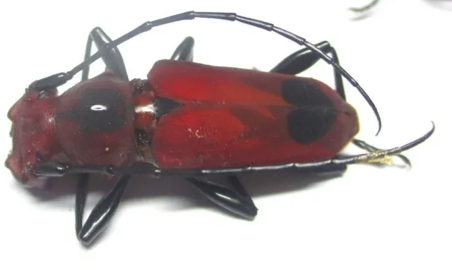 Q005 GNE | CL : Cerambycidae: Euryphagus pictus Voet male 32mm***************