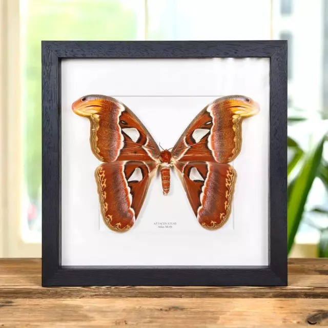 Female Atlas Taxidermy Moth Frame (Attacus atlas)