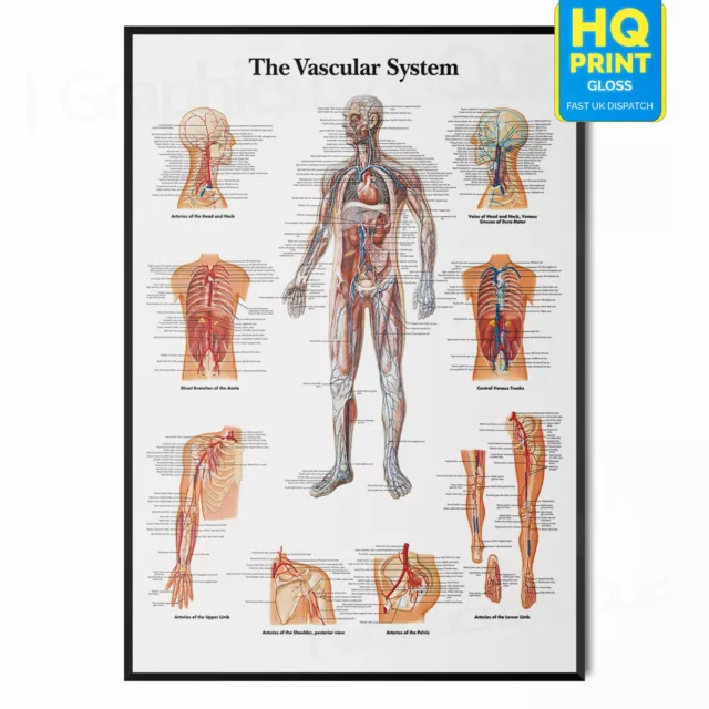 The Vascular System Human Anatomy Science Medical Wall Art *Laminated* Poster