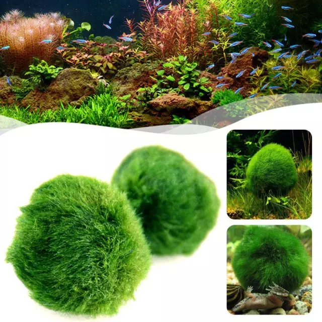 Aquarium Landscaping Decoration Green Algae Balls✨h 2