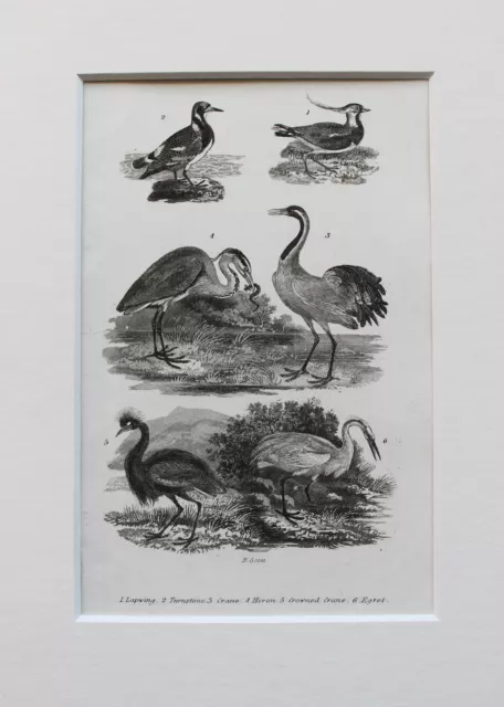 1830s Antique Natural History Print Engraving - Mounted - Exotic Birds (20)