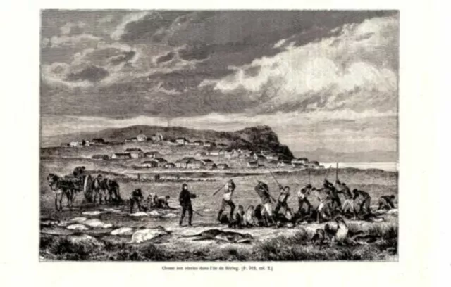 GRAVURE SUR BOIS 19ème CHASSE AUX OTARIES DANS L' ILE DE SAINT PAUL