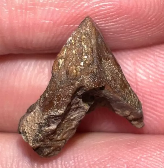 Juvenile TRICERATOPS Fossil Dinosaur Tooth! Great Tip and Root! .58 INCHES!