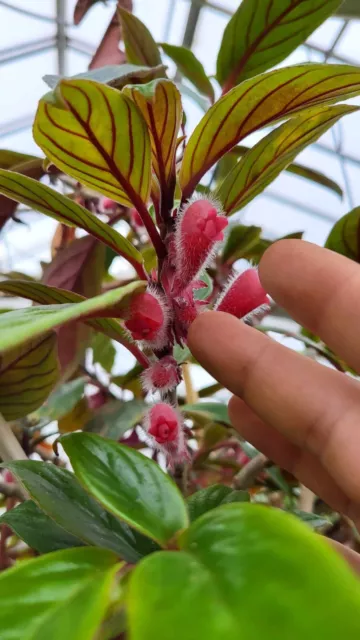 Nematanthus monanthos, one unrooted cutting 5-10 cm, rare gesneriad