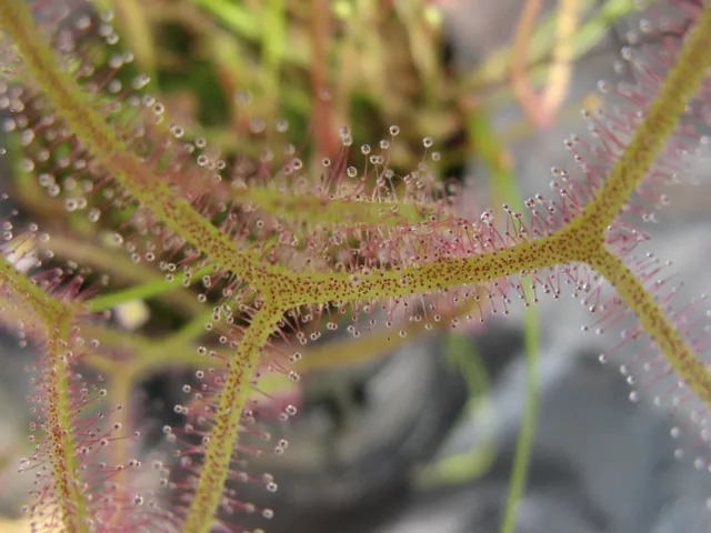 Carnivorous Plant - Drosera binata var multifida - 50+ seeds