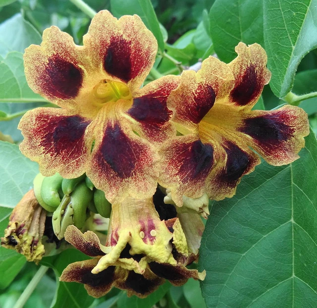 Deplanchea tetraphylla (Bignoniaceae) | Leaf Whispering in the Tropics Deplanchea tetraphylla (Bignoniaceae) | Leaf Whispering in the Tropics