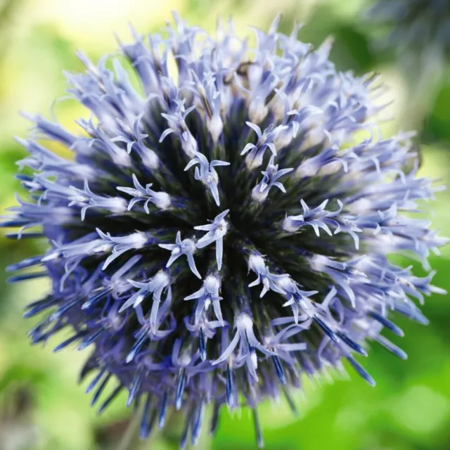 T&M Echinops Ritro Garden Plant Hardy Perennial Flowering Plants 3 Bareroots