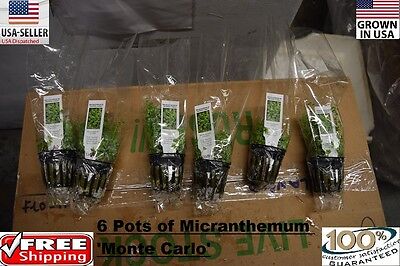6 Pots of Micranthemum Monte Carlo   Aquarium aquascaping planted tank RARE