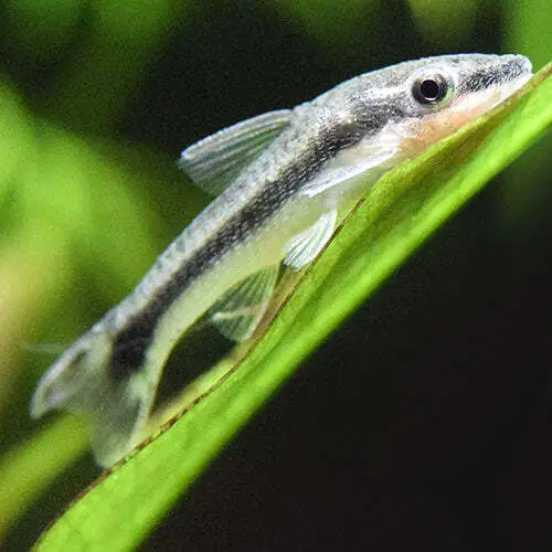 Otocinclus Algae Eater Live Fish