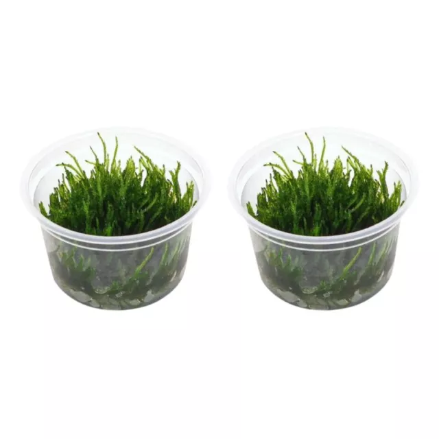 Aquarium Pflanze In Vitro 2x Moos Vesicularia ferriei 'Weeping' Christmas 003B T