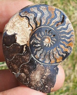magnifique et rare ammonite fossile gros modele 