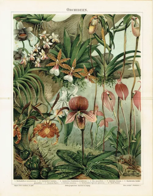 Gelb-Frauenschuh (Cypripedium calceolus) Chromo-Lithographie von 1880 Orchideen