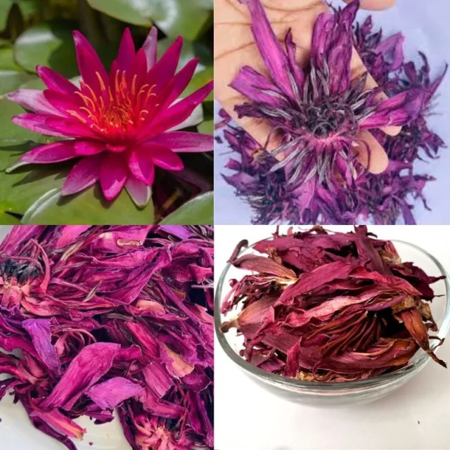 Red Water Lily Nymphaea Rubra Organic Natural Red Lotus Dried Flower