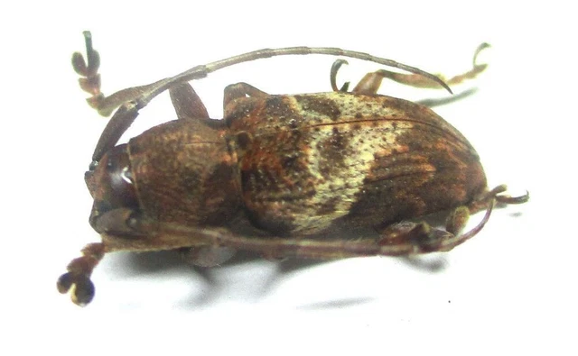 Q010 GNE | CL : Cerambycidae: Pterolophia species? 14mm*********************