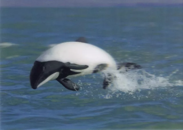 3 -D - Ansichtskarte: Jakobiter Delfin - Jacobite Dolphin, Argentinien