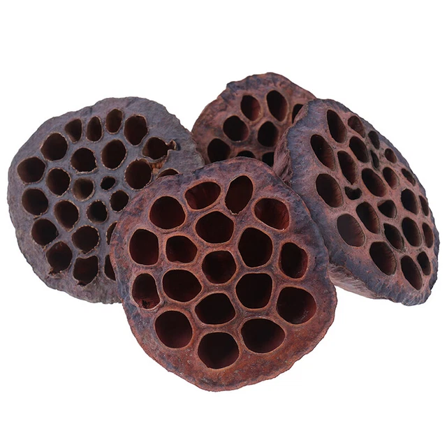 Loto Flores Secas Naturales Ramas Decoraciones Florales para Fiesta Hom_uk