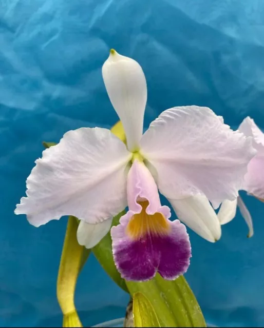 Cattleya trianae coerulea ‘Isabel’ X (Rogerson’s Dark) Fragrant Orchid 4” RePot
