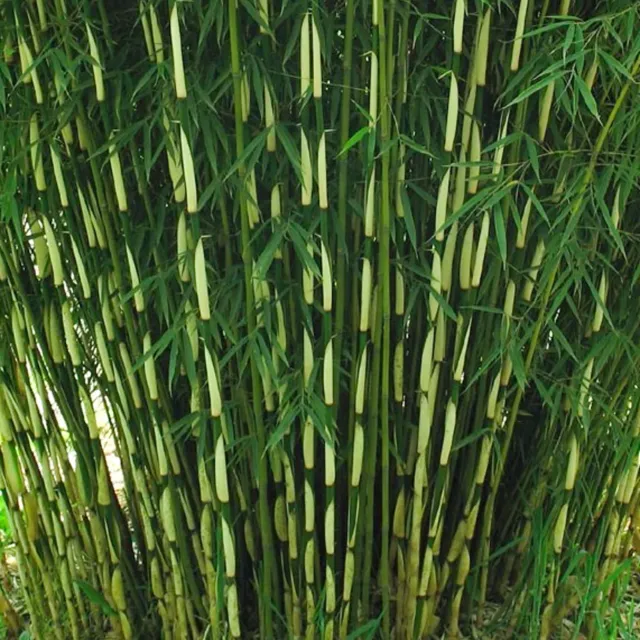 Umbrella Bamboo - Fargesia Robusta Pingwu | Ornamental Garden Plant- 14cm Pot