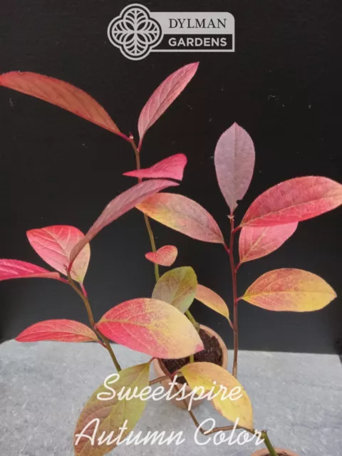 Sweetspire - Itea virginica - Live Plant - 6 to 8 inches - Virginia Willow