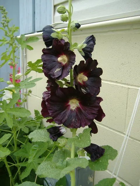 50+  Danish Black Hollyhock Flower Seeds / Perennial