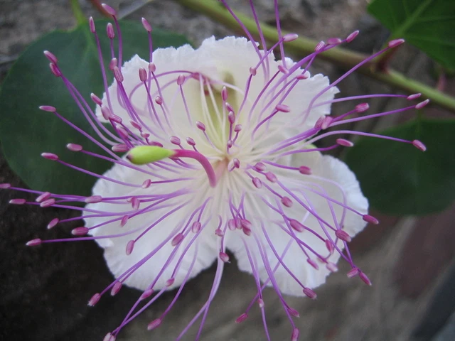 Sementes de Alcaparra Sementes de Flores Comestíveis - Flores Frescas Sementes de Alcaparra Sementes de Flores Comestíveis - Flores Frescas