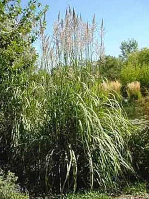 Ornamental Grass Seed - Erianthus Ravennae Seeds