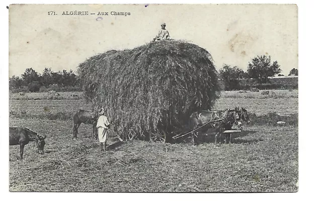 Scenes Et Types  Algerie  Aux Champs  Agriculture  Attelage