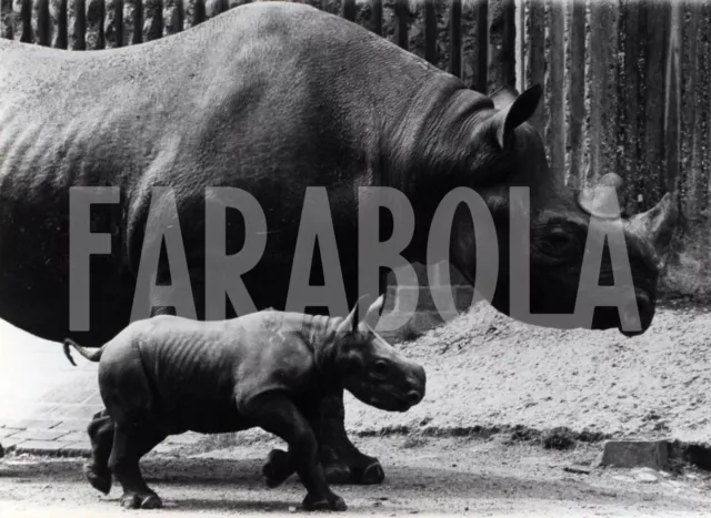 Photo de presse vintage Animaux Rhinocéros Whipsnade Zoo Park Roopa