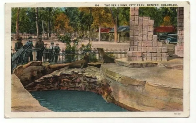 SEA LIONS at City Park Zoo Denver CO Colorado Antique Postcard RARE