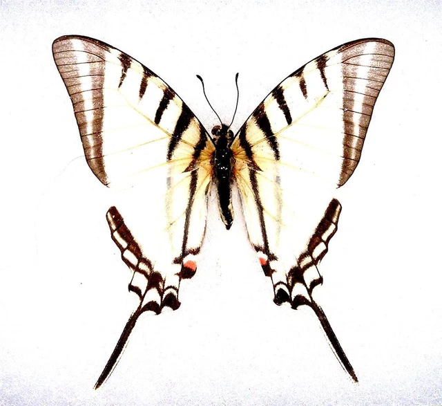 BUTTERFLY/MOTH/MOUNTED Real Framed Long Tails EURYTIDES AGESILAUS