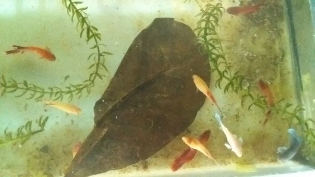 Catappa Indian Almond leaves ketapang leaf shrimp betta fish aquarium care From