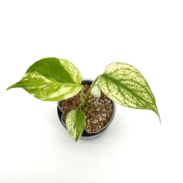 Monstera Deli Borsi Cebublue haft Mint ☆新規登録25%OFF