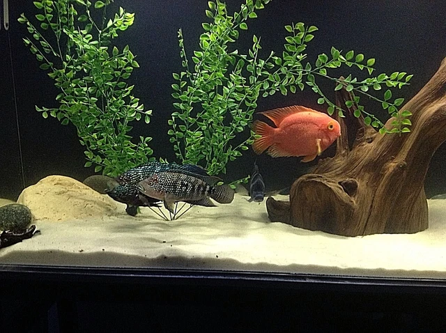 Super White Fish Tank Aquarium  Sand Cichlid / Crafts / Beta / Ant's   8 Lbs 2
