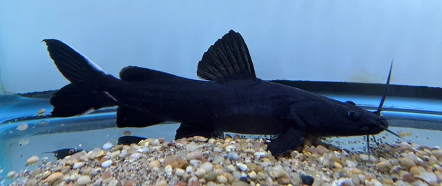 Black Devil Catfish 10”+ -Live Freshwater Tropical Aquarium Fish