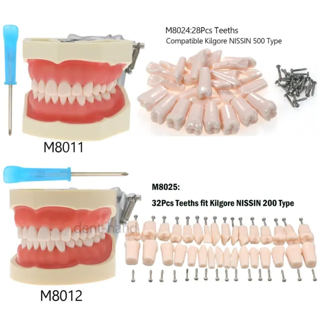 US Dental Kilgore NISSIN 200/500 Type Typodont Model Screw-in Removable Teeth