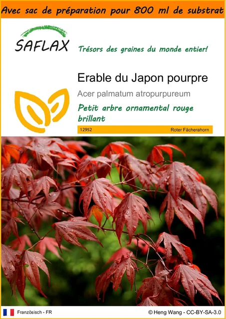 Graines D'Érable Du Japon Pourpre - 20 Graines + Substrat - Acer Palmatum Atropurpureum