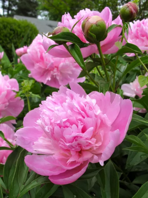 1 Sarah Bernhardt Double Peony Live Perennial Pink Flower Root Bulb Plant