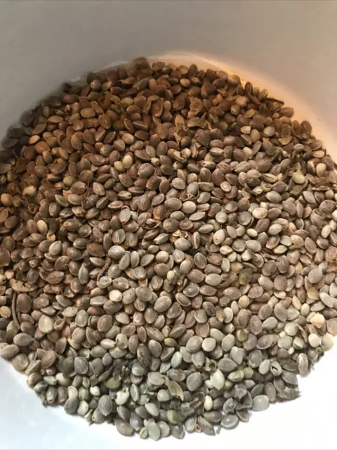 Cannabis Seeds