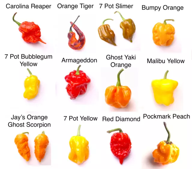 Worlds HOTTEST Chilli Seeds - 55 Seeds - 12 Varieties inc The Carolina Reaper