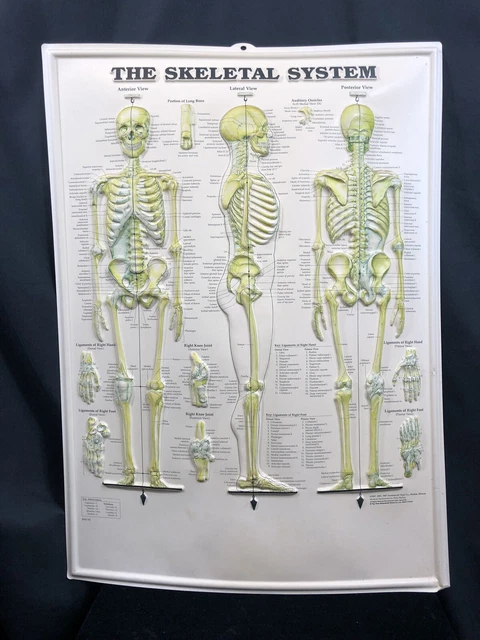 THE SKELETAL SYSTEM Anatomical Chart by Anatomical Chart Company, NEW ...