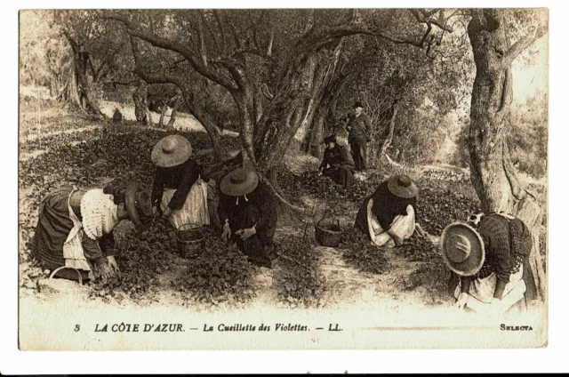 CPA - Carte postale- FRANCE-Côte d'Azur- Cueillette des Violettes--1919-VM3671