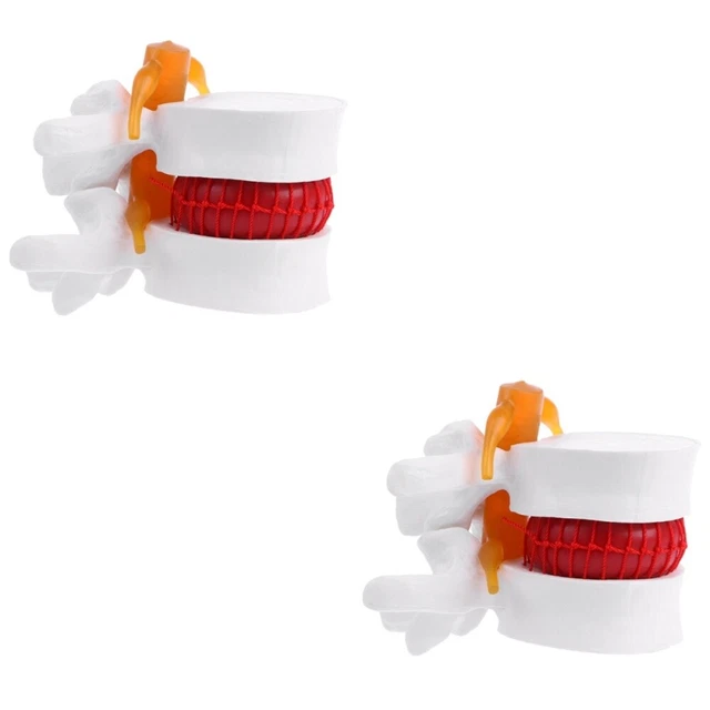 2 Pcs Anatomical Spine Model Lumbar Vertebrae Sacrum Human Mannequins