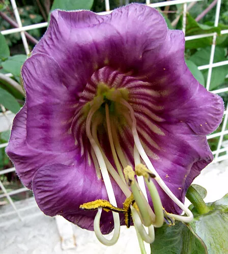 Cobaea Scandens - 20 Seeds - Cup and Saucer Flower