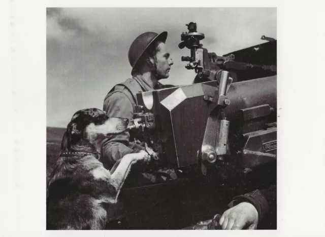 Postcard WWII Dog Mascot, Tygrys (Tiger) - in Britain, with Polish Gunners MINT