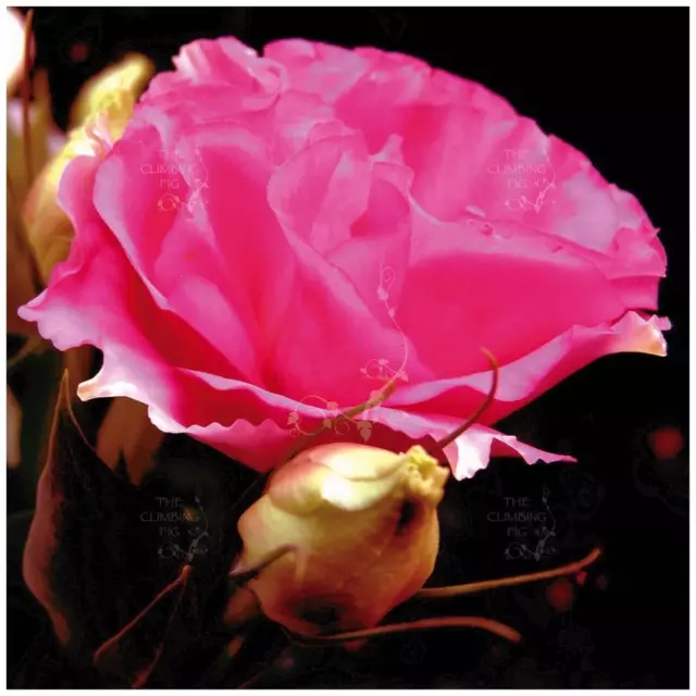 LISIANTHUS Royal Rose x10 Pelletised Seeds. Large double royal rose pink flowers