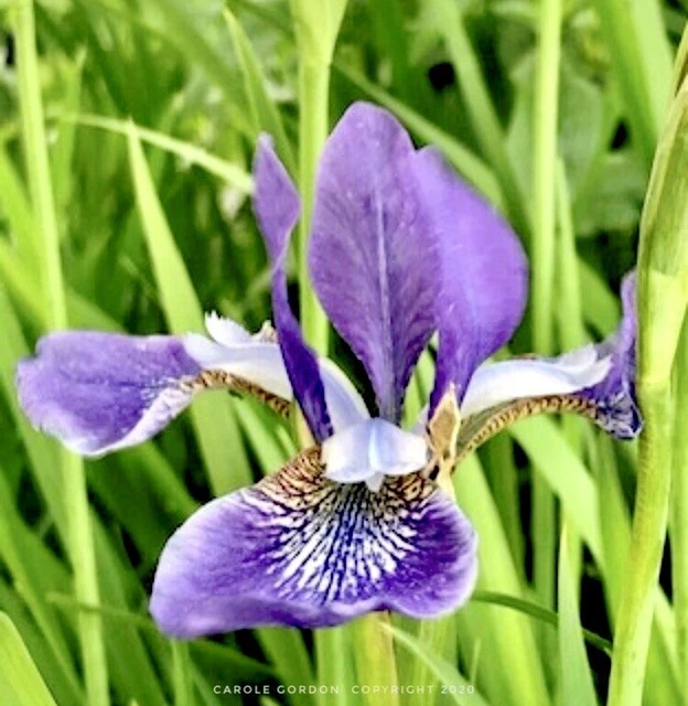 🌱4/ Live Siberian IRIS BARE ROOT Rhizome Starter Plants Perennial USA