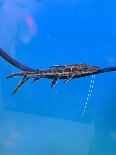 3-4 inch Tiger Shovelnose Catfish Live Freshwater Aquarium Fish