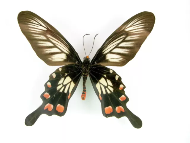 3 real beautiful and huge butterflies in the XXl showcase - single piece - 26 4